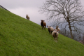 Schafe gucken neugierig