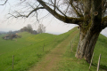 Wiesengratweg