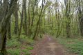 lichten Auenwald