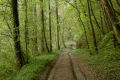 lichte Auenwälder