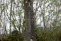 altes Jakobskreuz