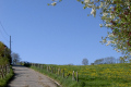 Kirschbäume blühen