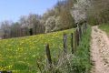 ansteigender Waldweg