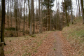 schöner Weg durch den Wald