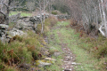 baumsilbergesäumte Pfade