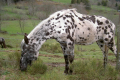 geschecktes Pferd