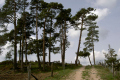 lichte Kiefernwälder