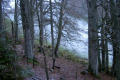 Vor mir ein Wald
