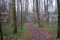 schöner Weg durch den Wald