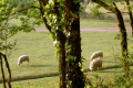 links grasen Schafe