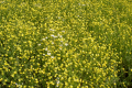 Gelbe Blumenwiese