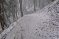 Weg im Wald