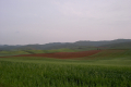 Grün-und Brauntönen