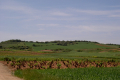 Landschaft der Rioja