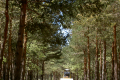 Waldweg