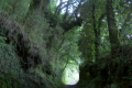 Hohlweg