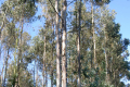 Eukalyptuswald