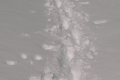 Eine Spur im tiefen Schnee