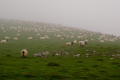 Schafe wie Gesteinsbrocken