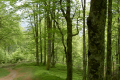 steil runter durch frischen Wald